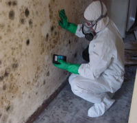 MSP Basement Mold Inspection