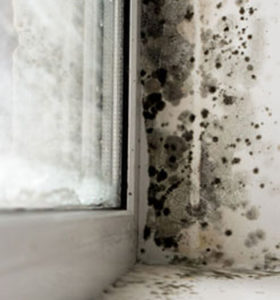 Master Service Pro Black Mold Removal