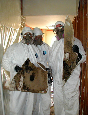 Master Service Pro Mold Remediation